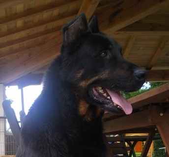 rencontre beauceron